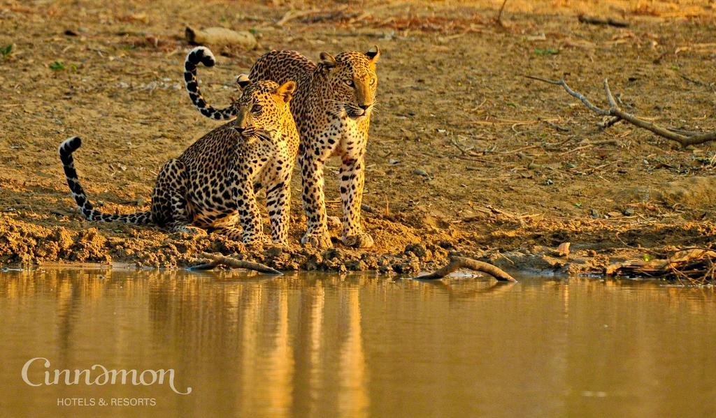 Cinnamon Wild Yala Kültér fotó Leopard at the waterhole